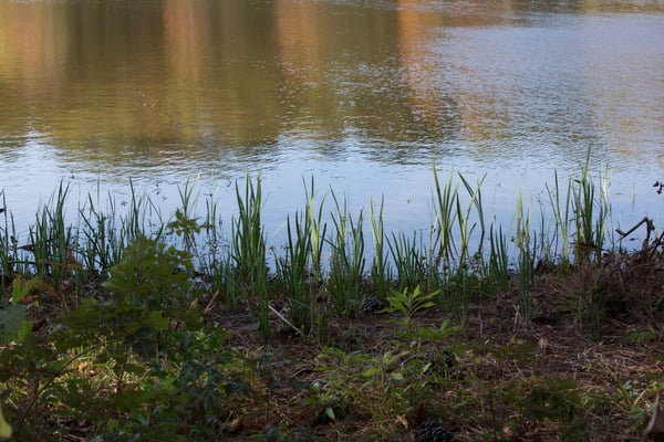 Shoreline Vegetation